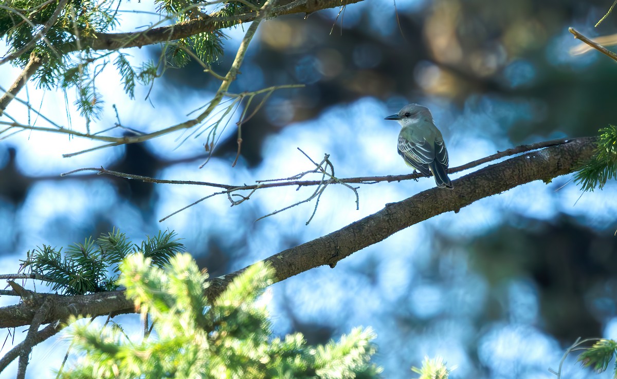 Tropical Kingbird - ML611592367