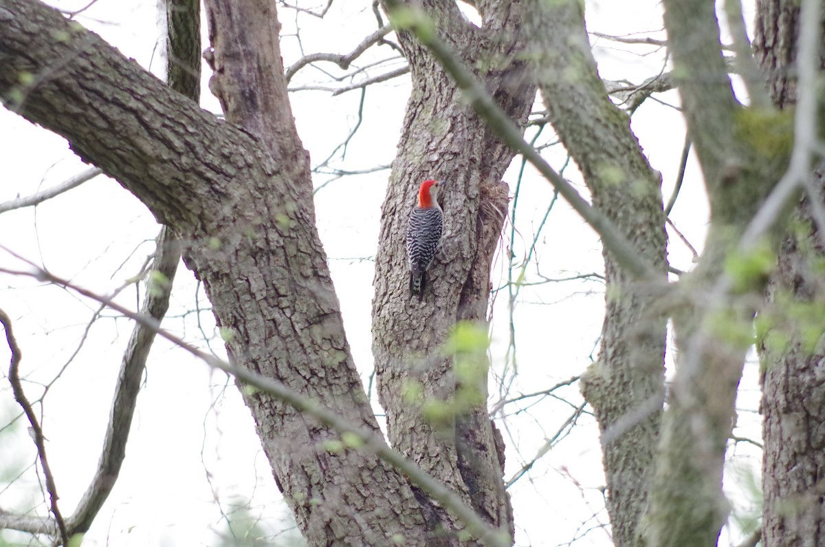 Red-bellied Woodpecker - ML611592396