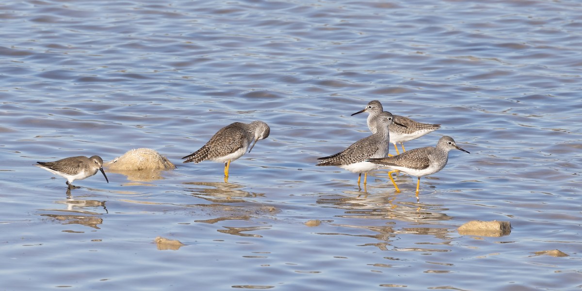 Lesser Yellowlegs - Robert McMorran