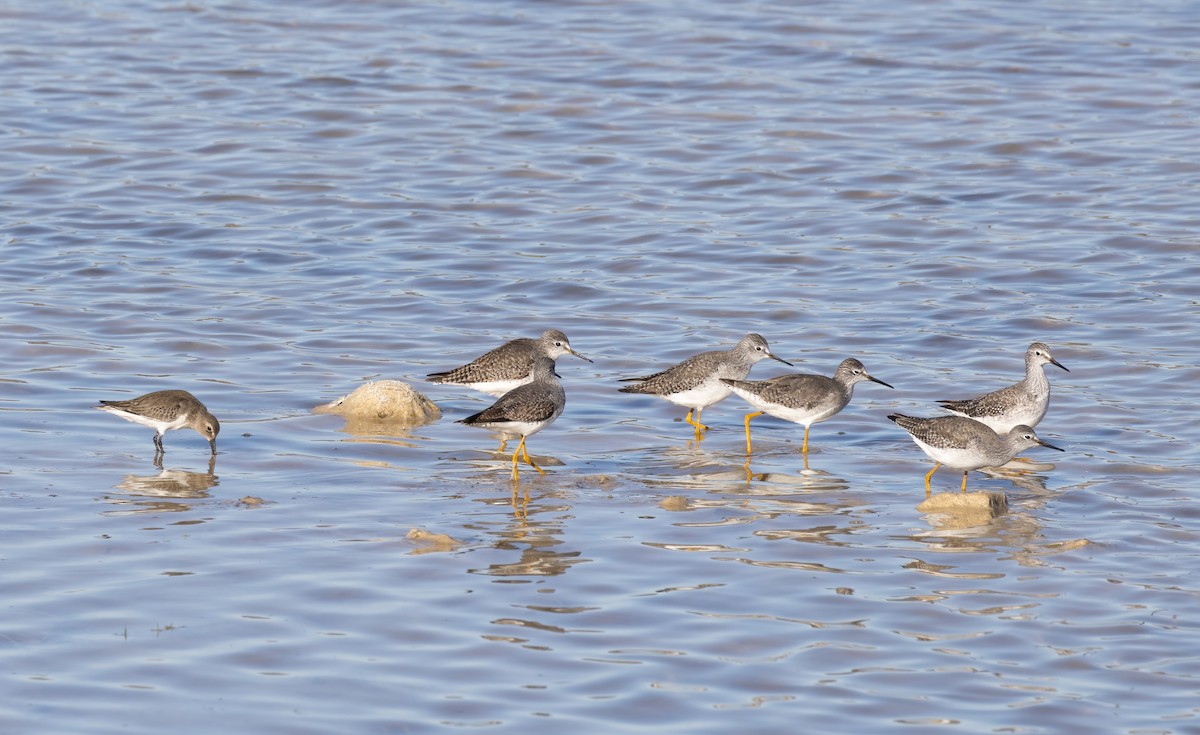 Lesser Yellowlegs - ML611592415