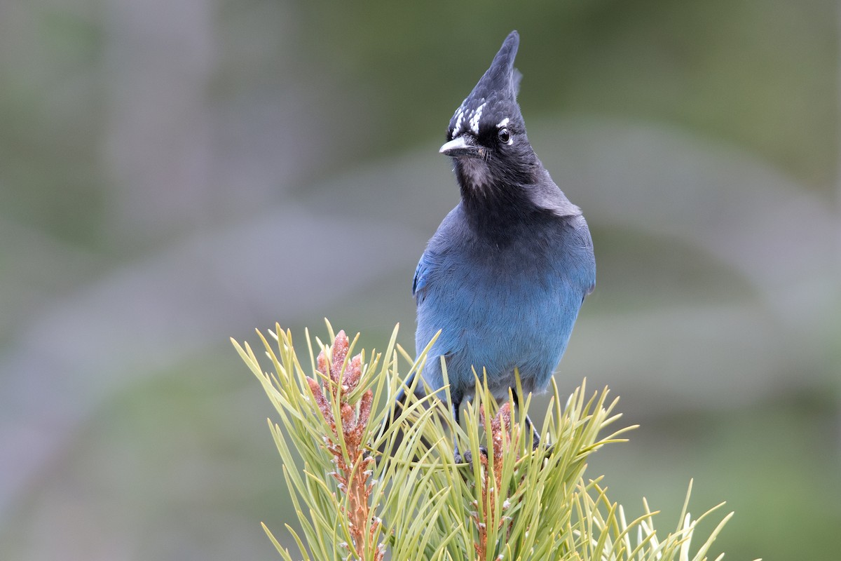 Steller's Jay - ML611592427