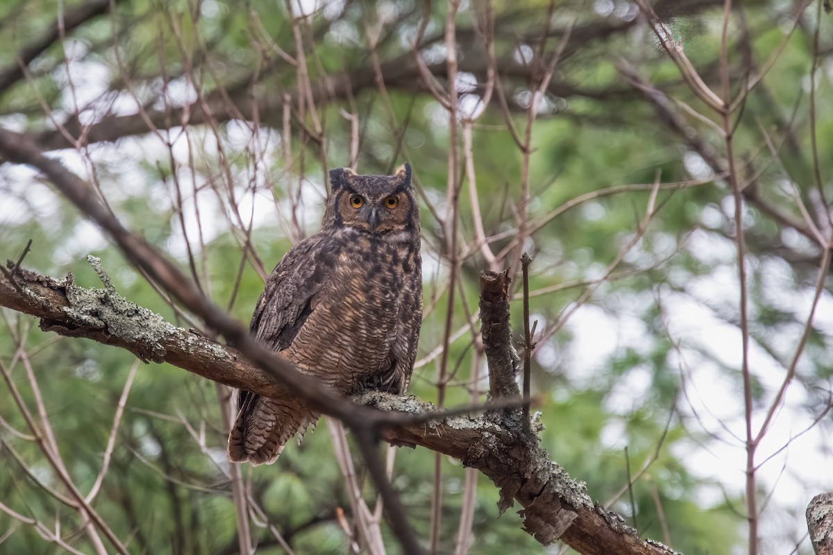 Great Horned Owl - ML611592482