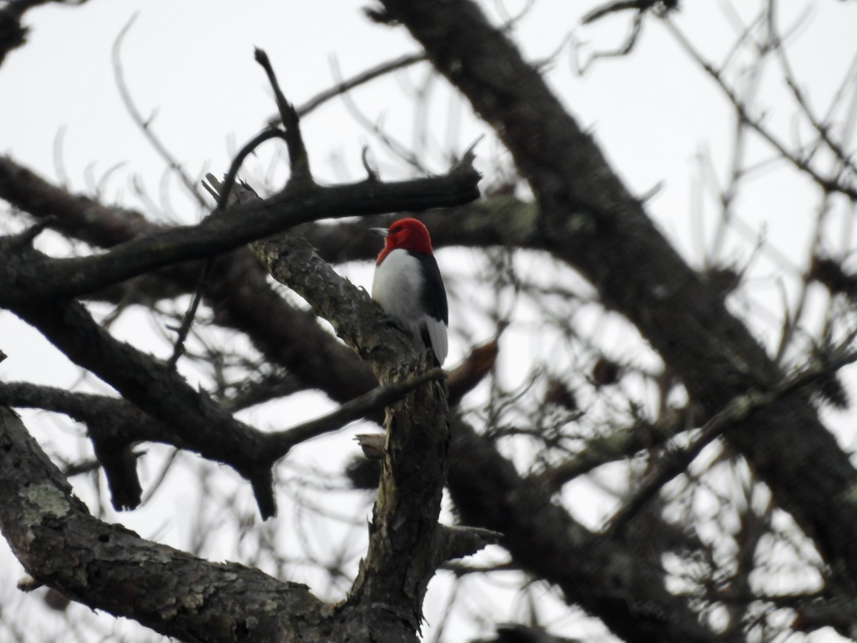 Red-headed Woodpecker - ML611592522