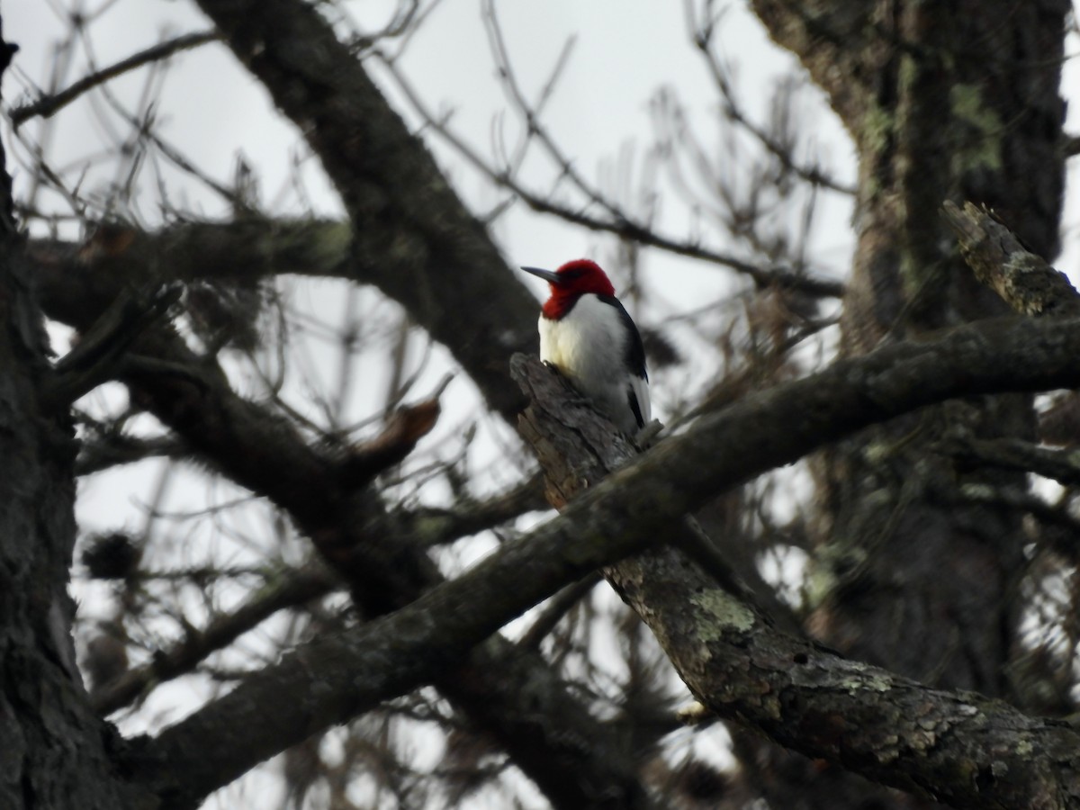 Red-headed Woodpecker - ML611592523