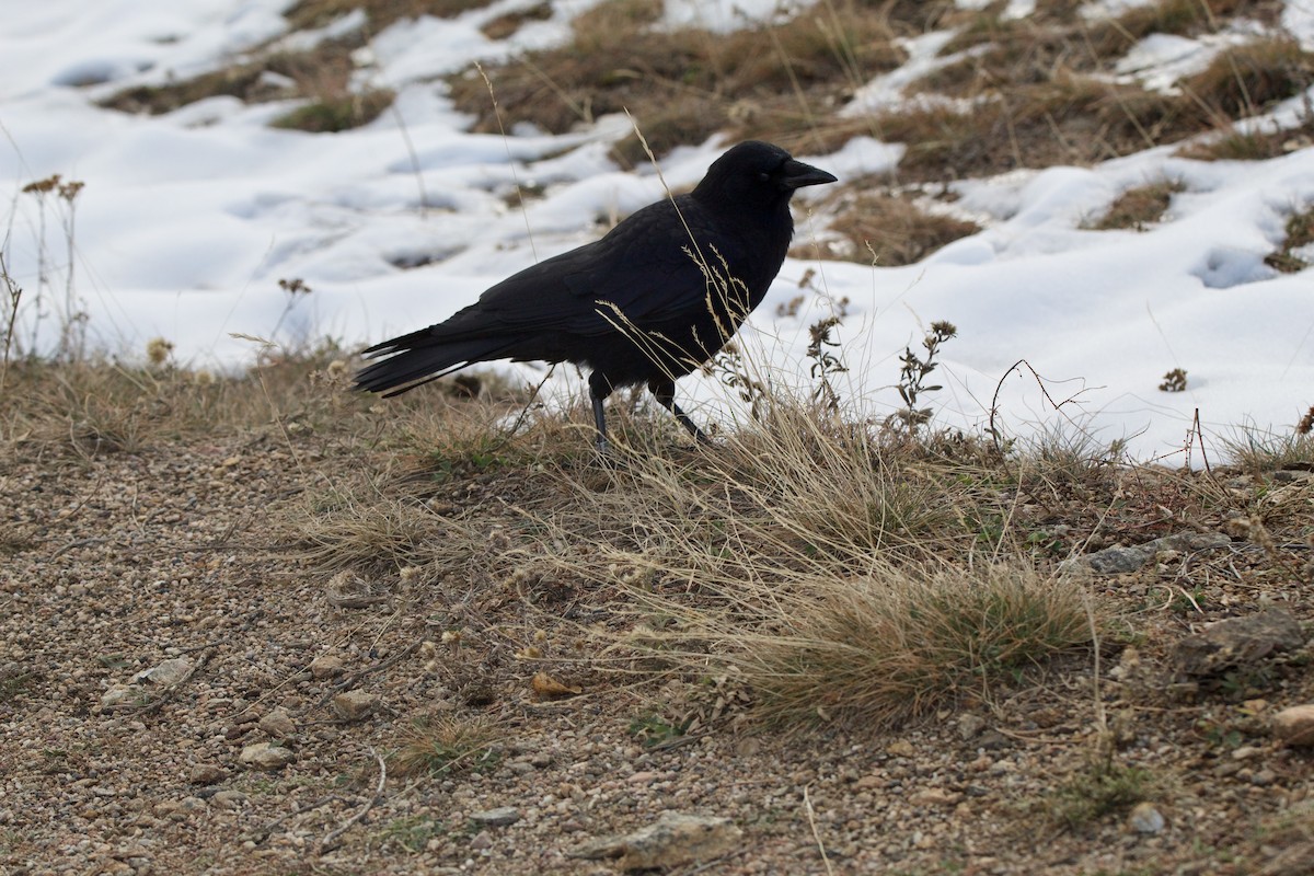 American Crow - ML611592544