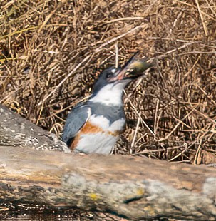 Belted Kingfisher - ML611592549
