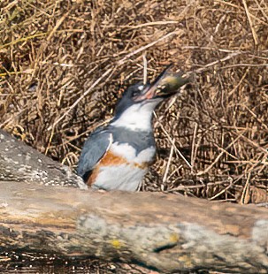 Martin-pêcheur d'Amérique - ML611592549