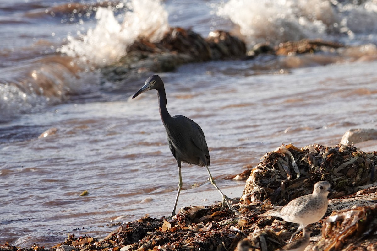 Little Blue Heron - ML611592636