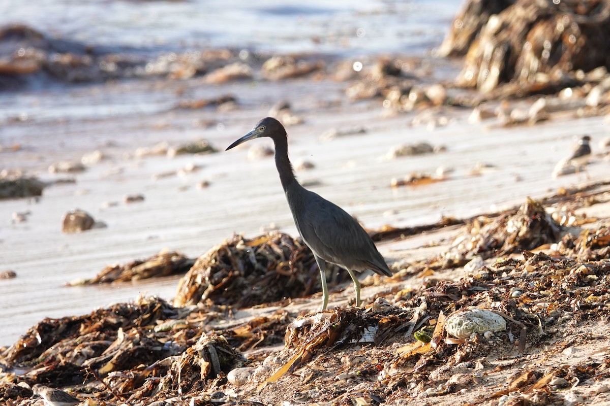 Little Blue Heron - ML611592638