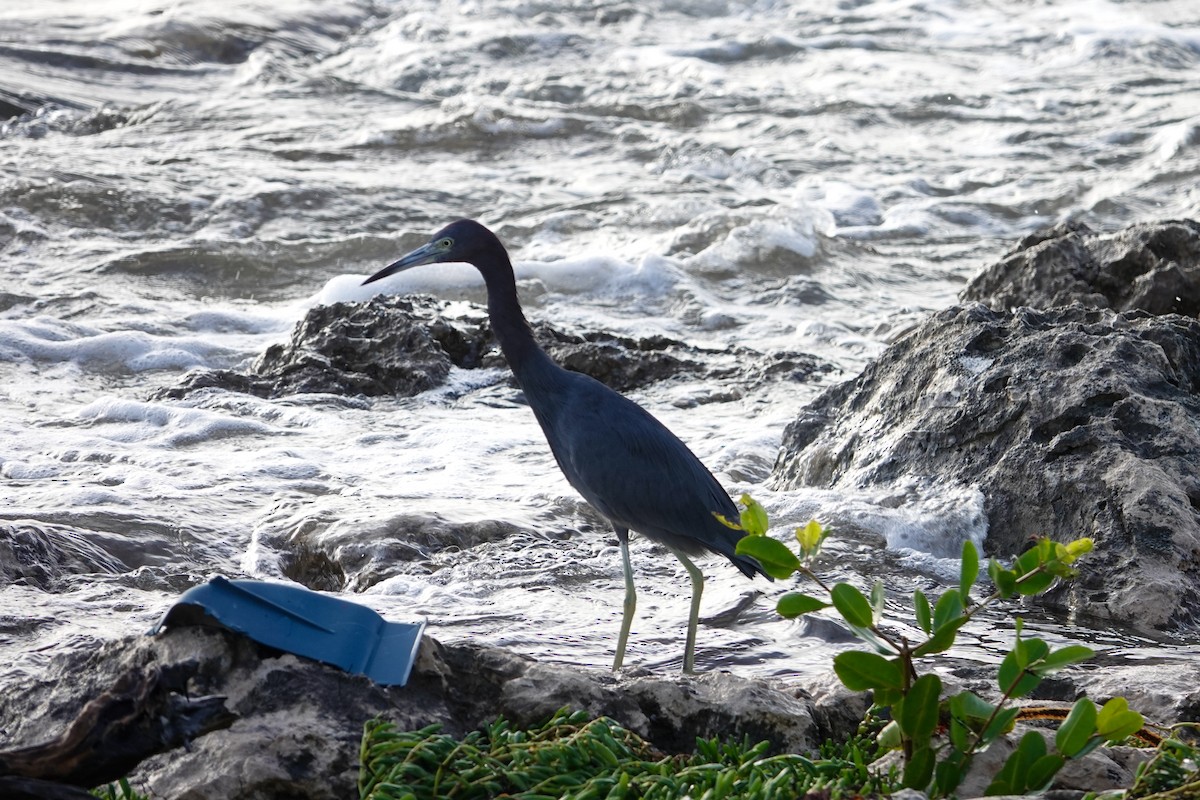 Little Blue Heron - ML611592670