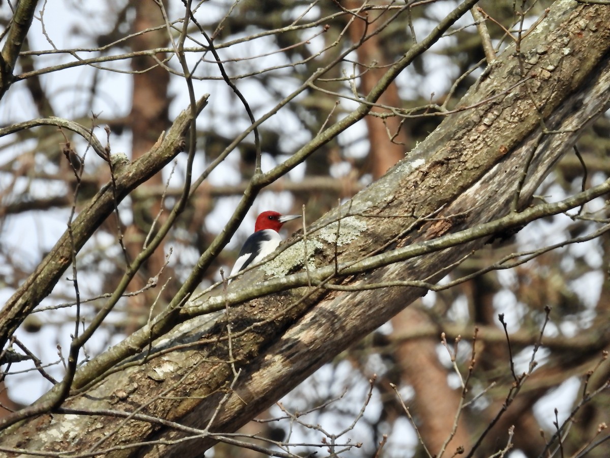 Red-headed Woodpecker - ML611592671