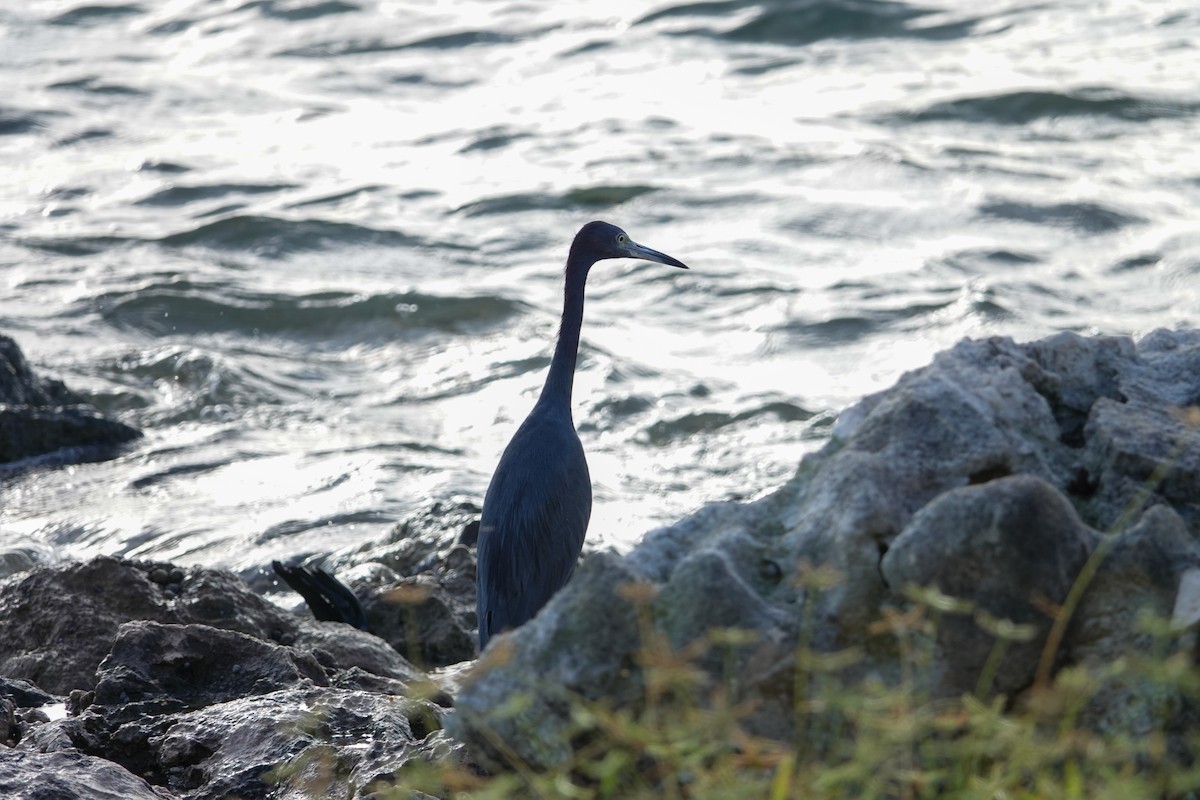 Little Blue Heron - Kaitlin Mahar