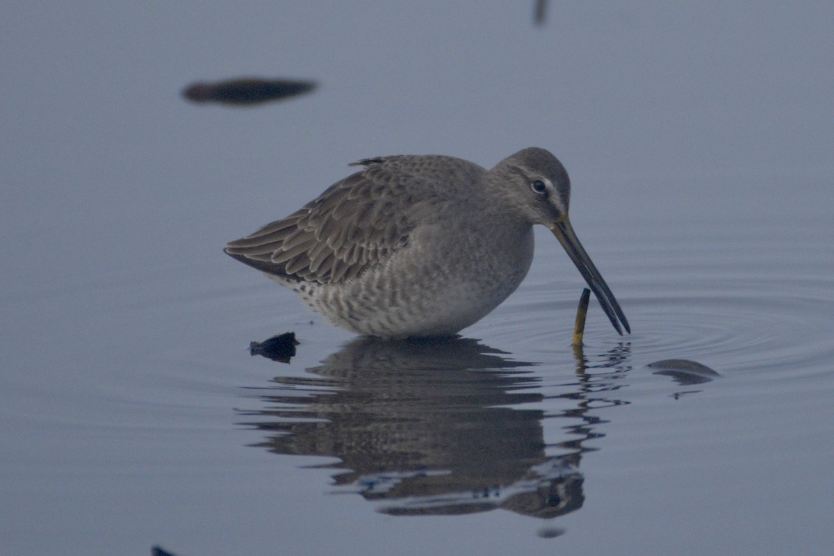 Long-billed Dowitcher - ML611592674