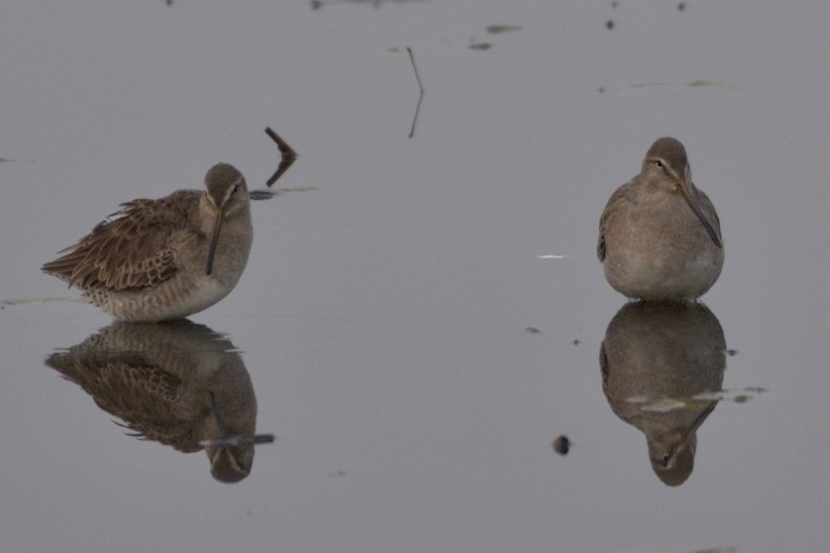 Long-billed Dowitcher - ML611592676
