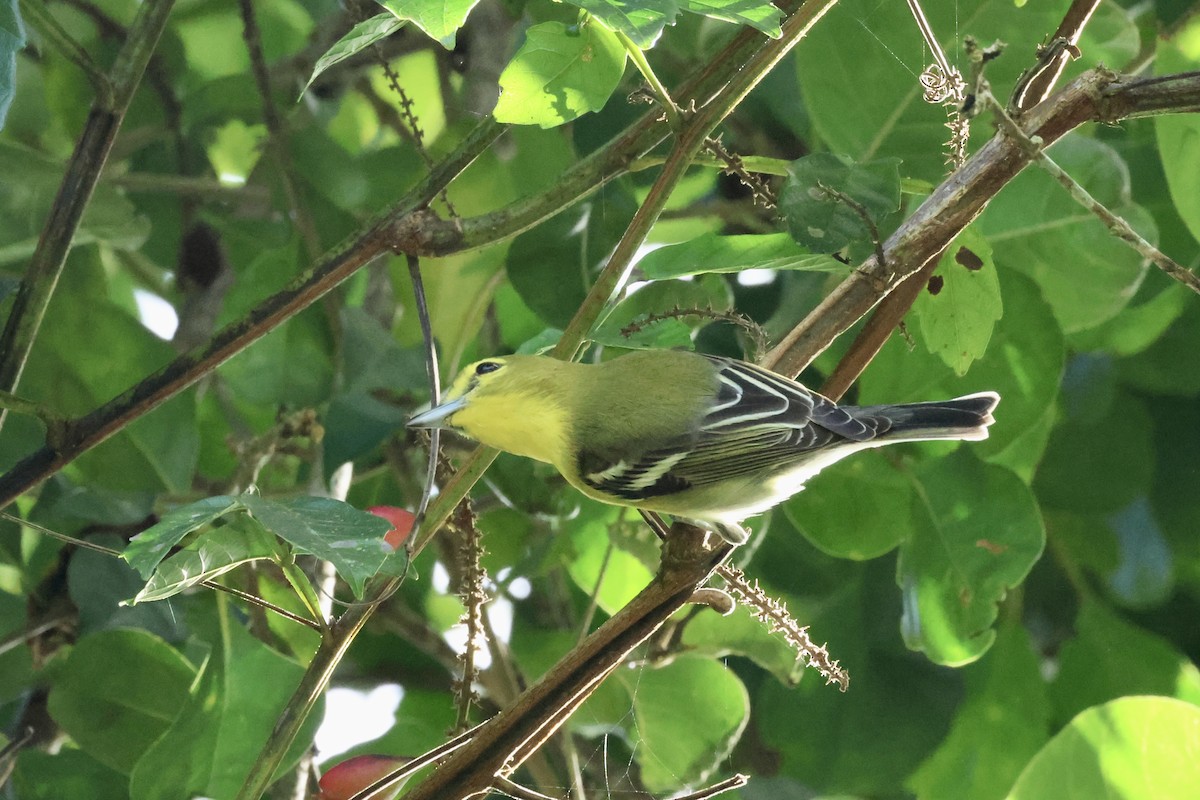 Yellow-throated Vireo - Shannon Fair