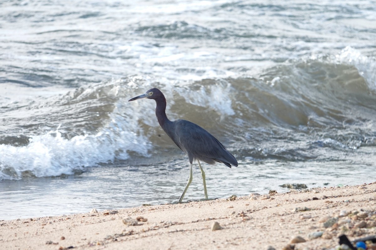 Little Blue Heron - ML611592689