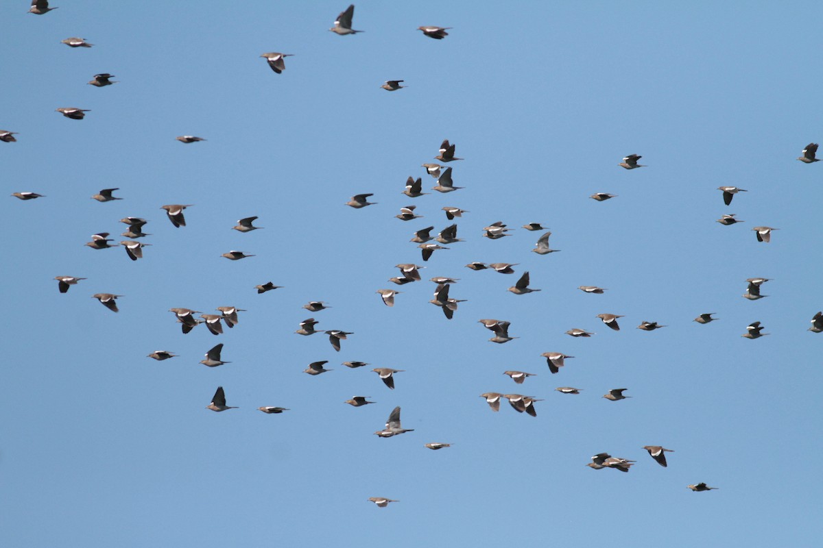 White-winged Dove - ML611592719