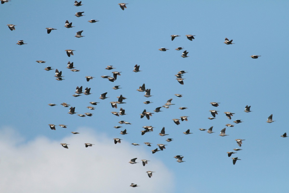 White-winged Dove - ML611592720