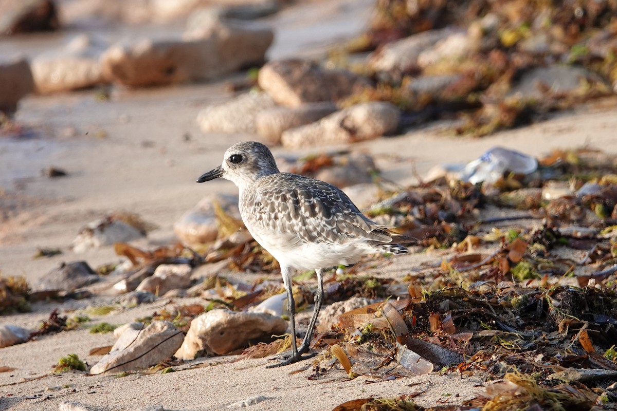 Black-bellied Plover - ML611592765