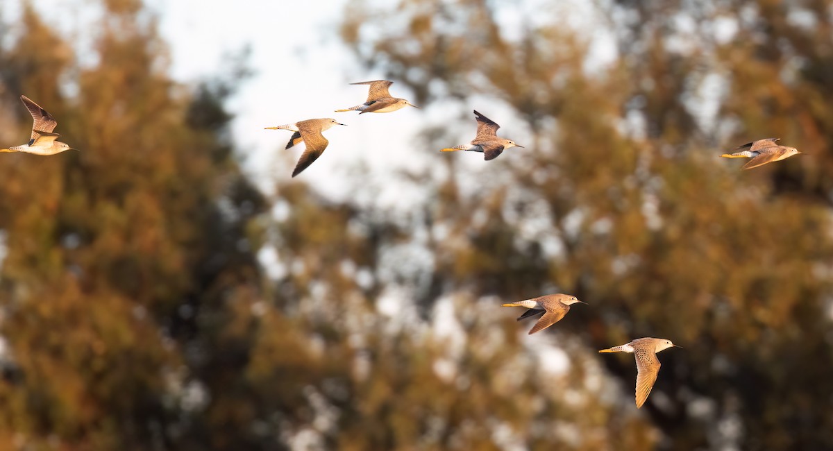 Lesser Yellowlegs - ML611592811