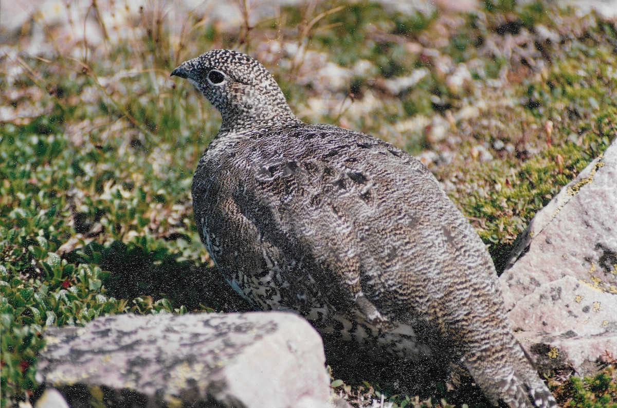 Цэвдгийн ахууна - ML611592852