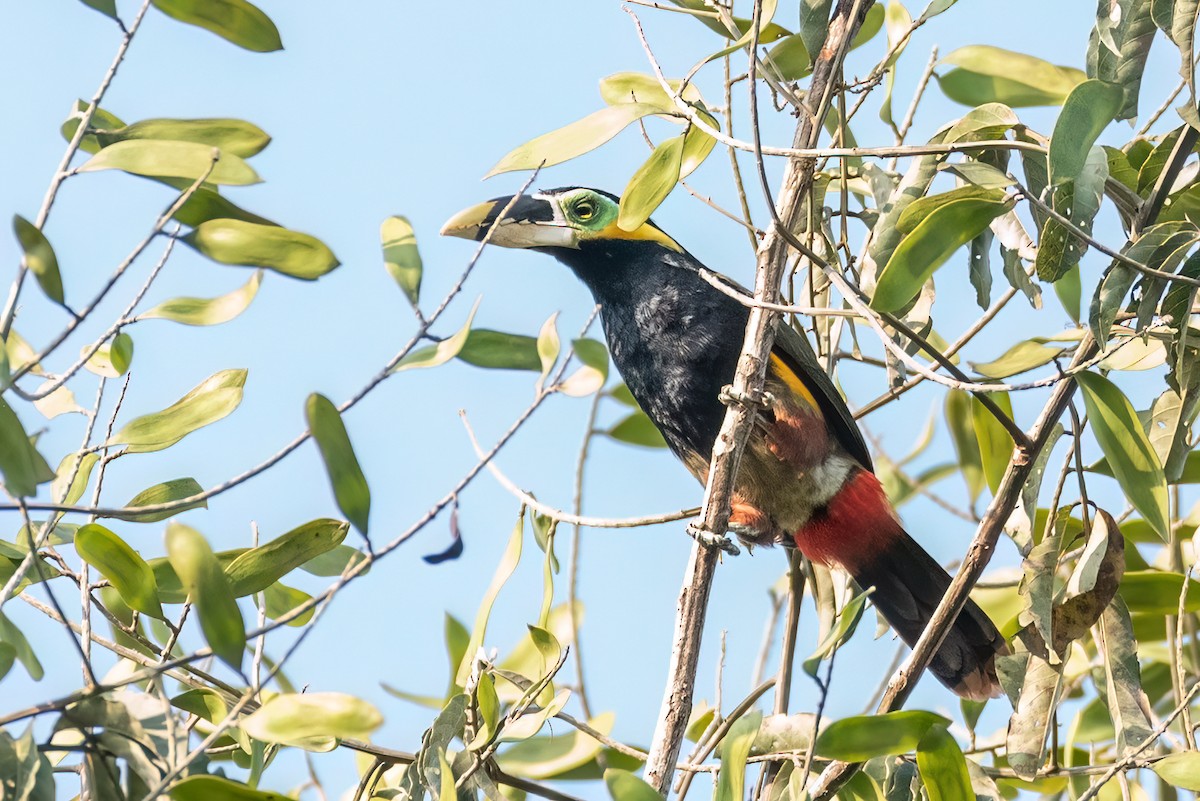 Gould's Toucanet - ML611593031