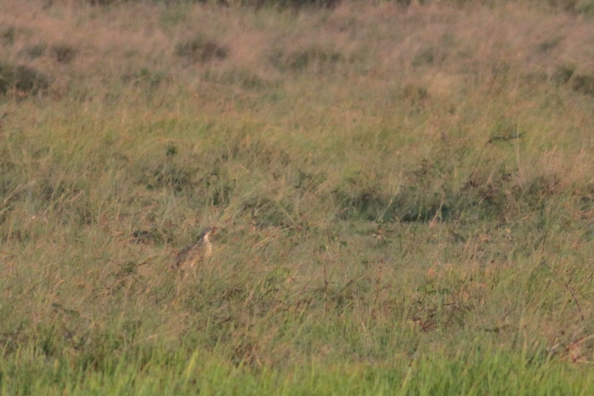 Pinnated Bittern - ML611593084