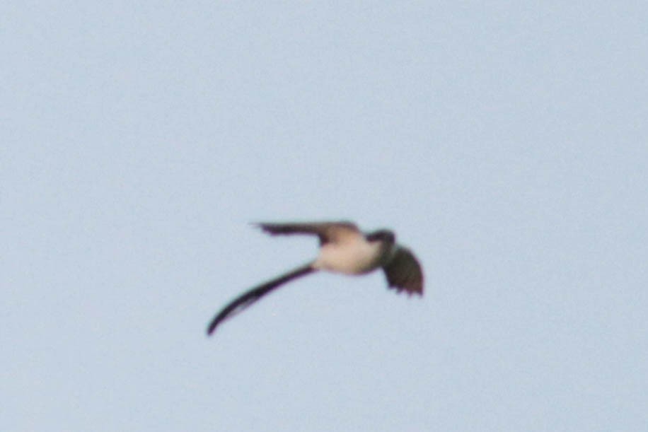 Fork-tailed Flycatcher (monachus) - Marshall Iliff