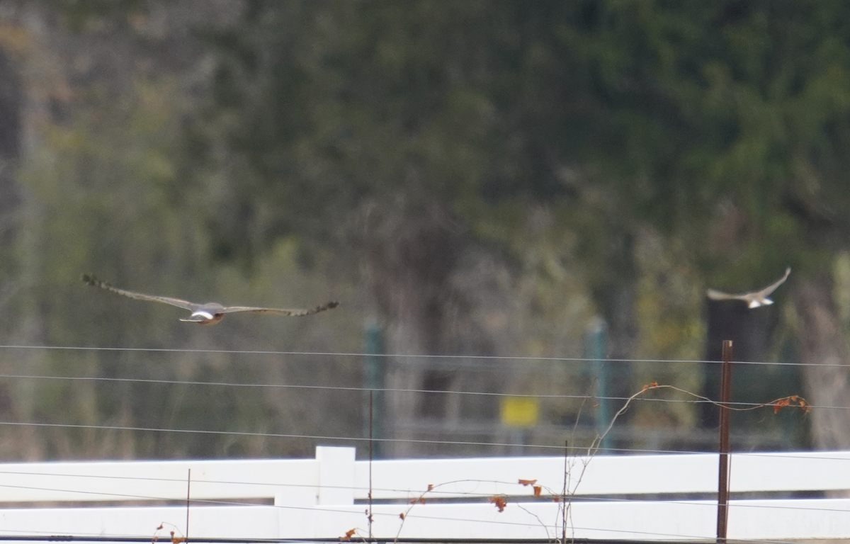 Northern Harrier - ML611593139