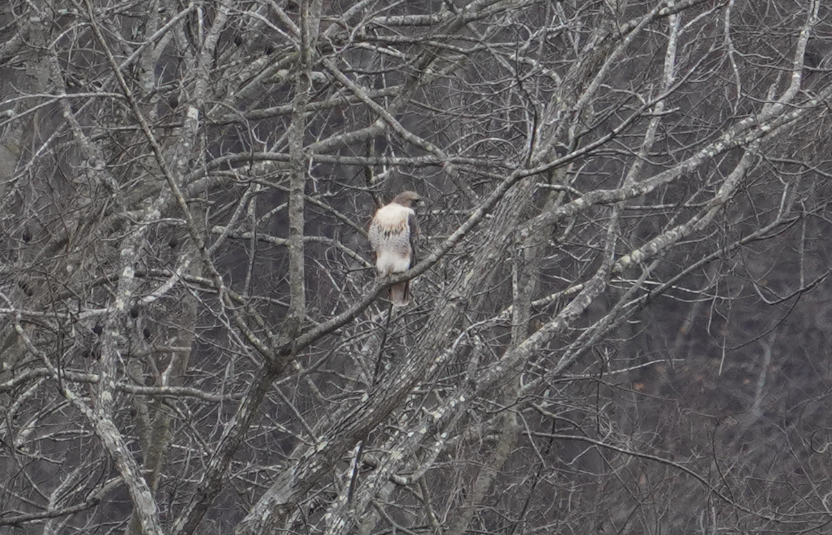 Red-tailed Hawk - ML611593181