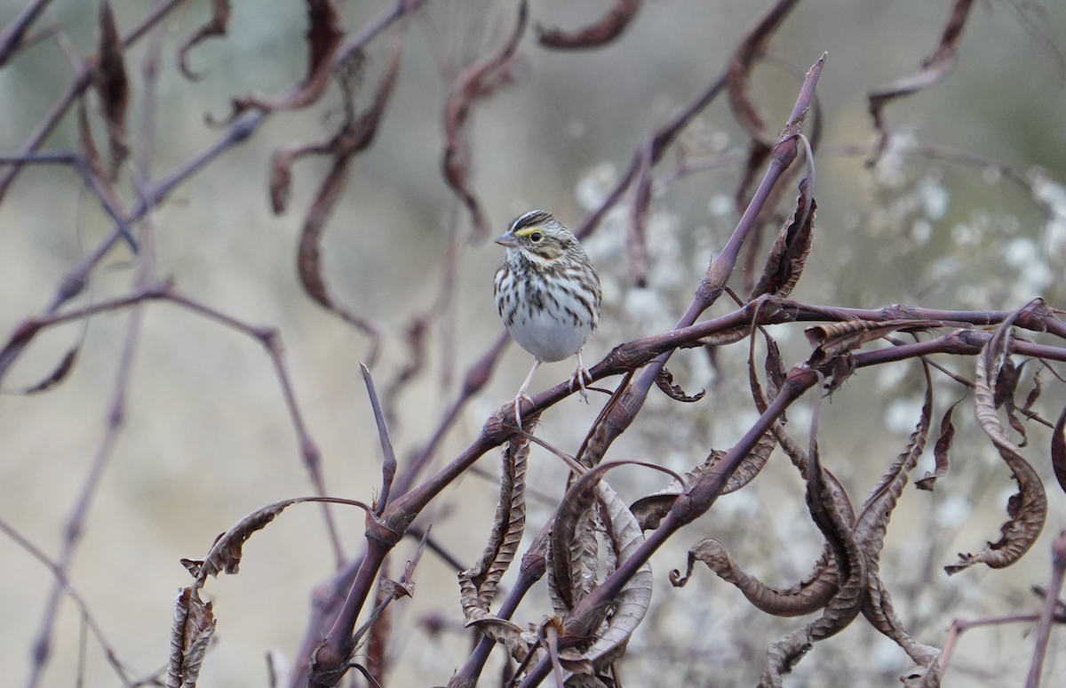 Savannah Sparrow - ML611593190