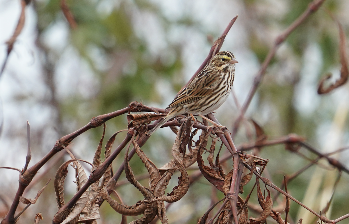 Savannah Sparrow - ML611593195