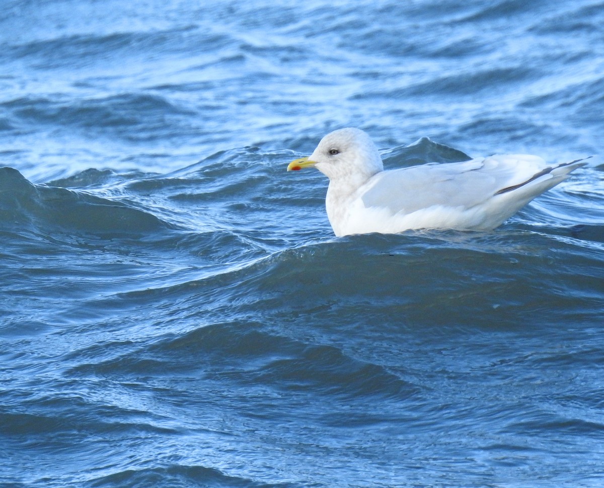 Iceland Gull (kumlieni) - ML611593258