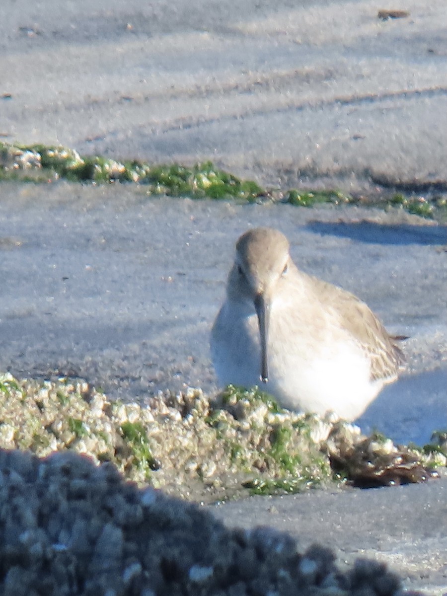 Dunlin - Kathleen Williams