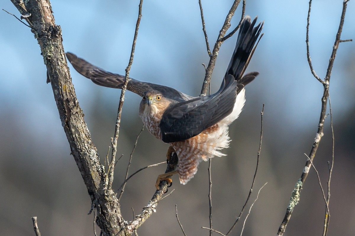 Cooper's Hawk - ML611593295