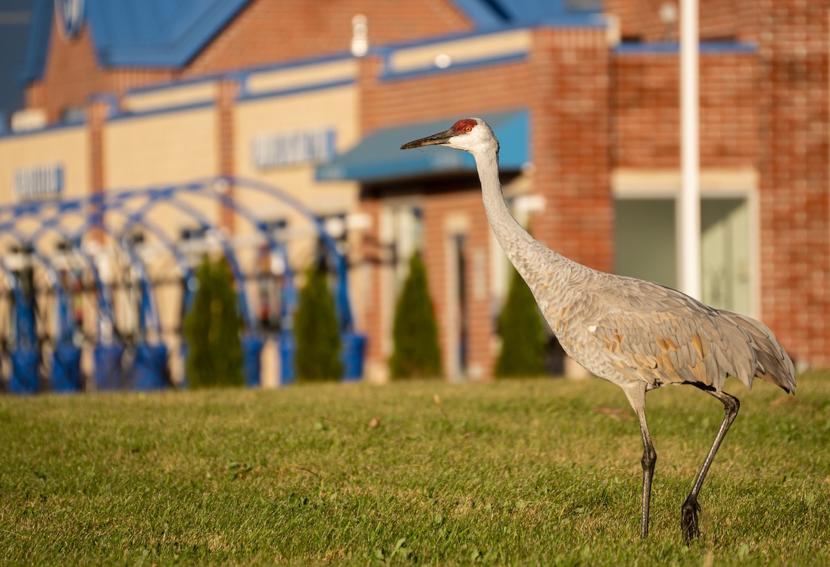 Sandhill Crane - ML611593317