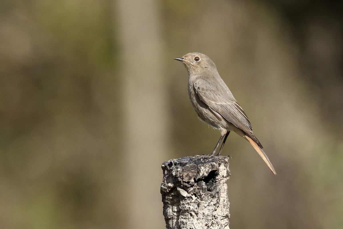 Black Redstart - ML611593385