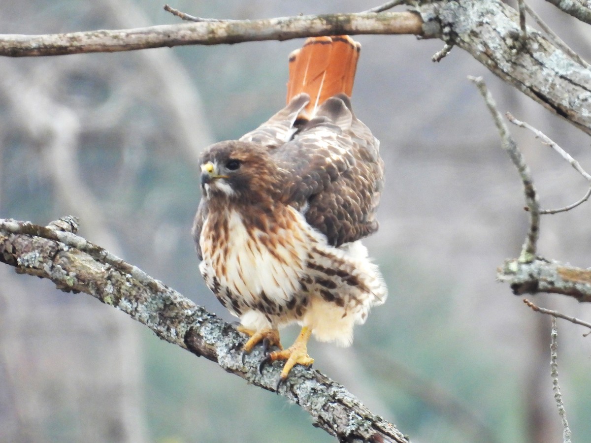 Red-tailed Hawk - Susan Gowen