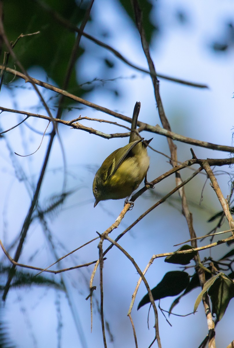 Vireo Jamaicano - ML611593435