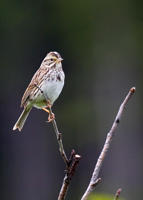 Savannah Sparrow - ML611593440