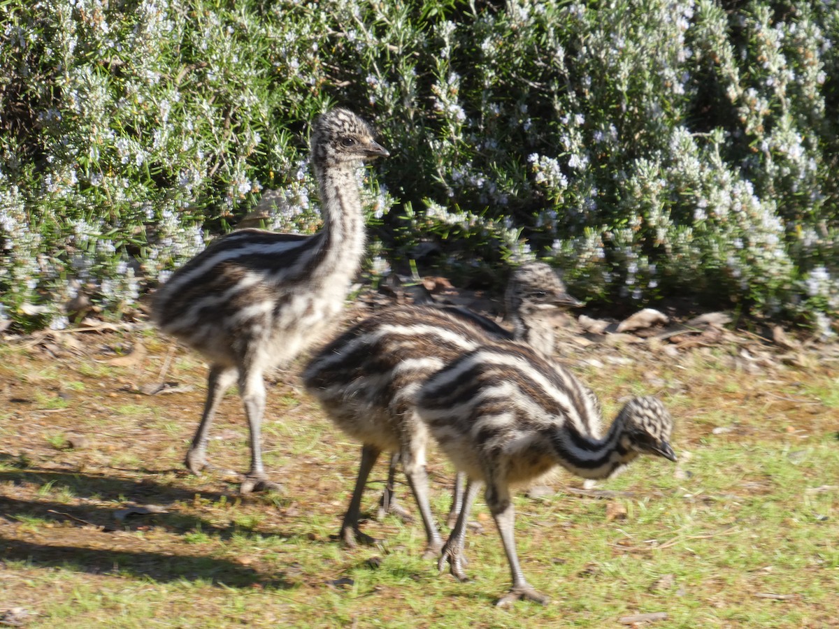 emu hnědý - ML611593532