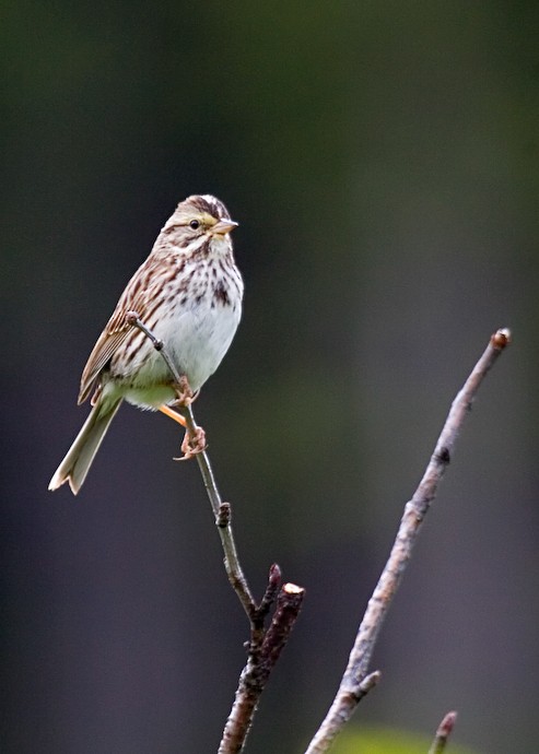 Savannah Sparrow - ML611593562