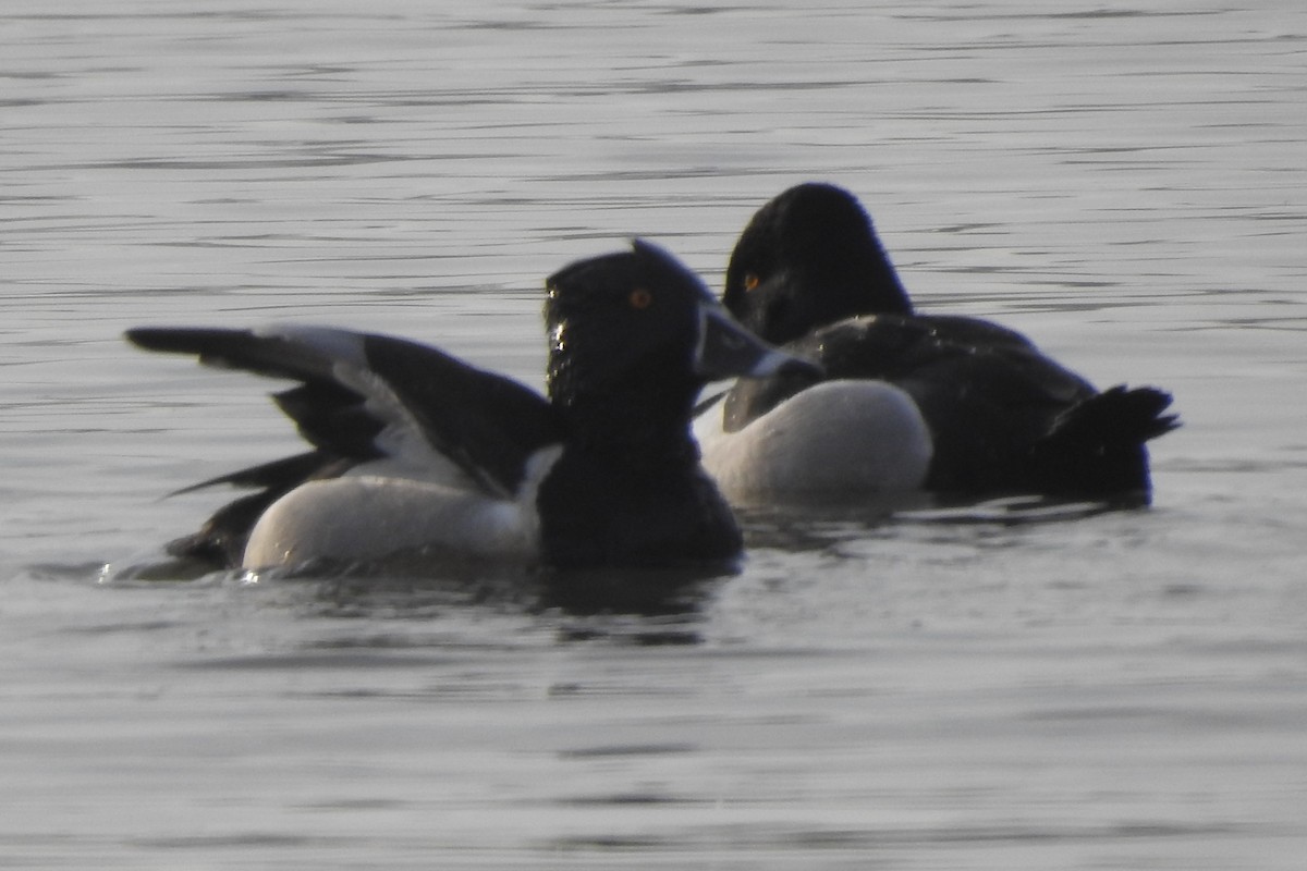 Ring-necked Duck - ML611593586