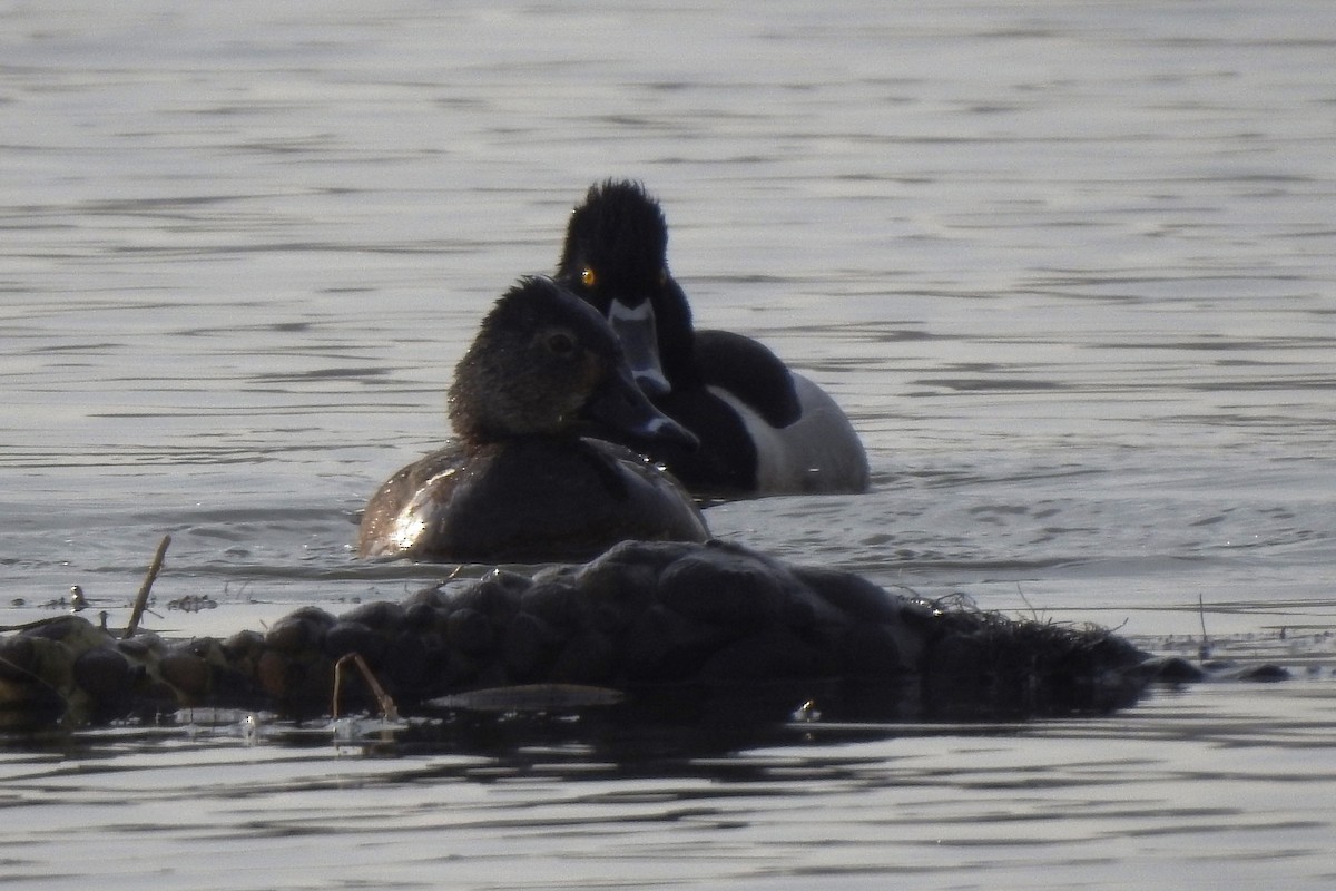 Ring-necked Duck - ML611593589