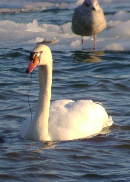 Cygne tuberculé - ML61159361