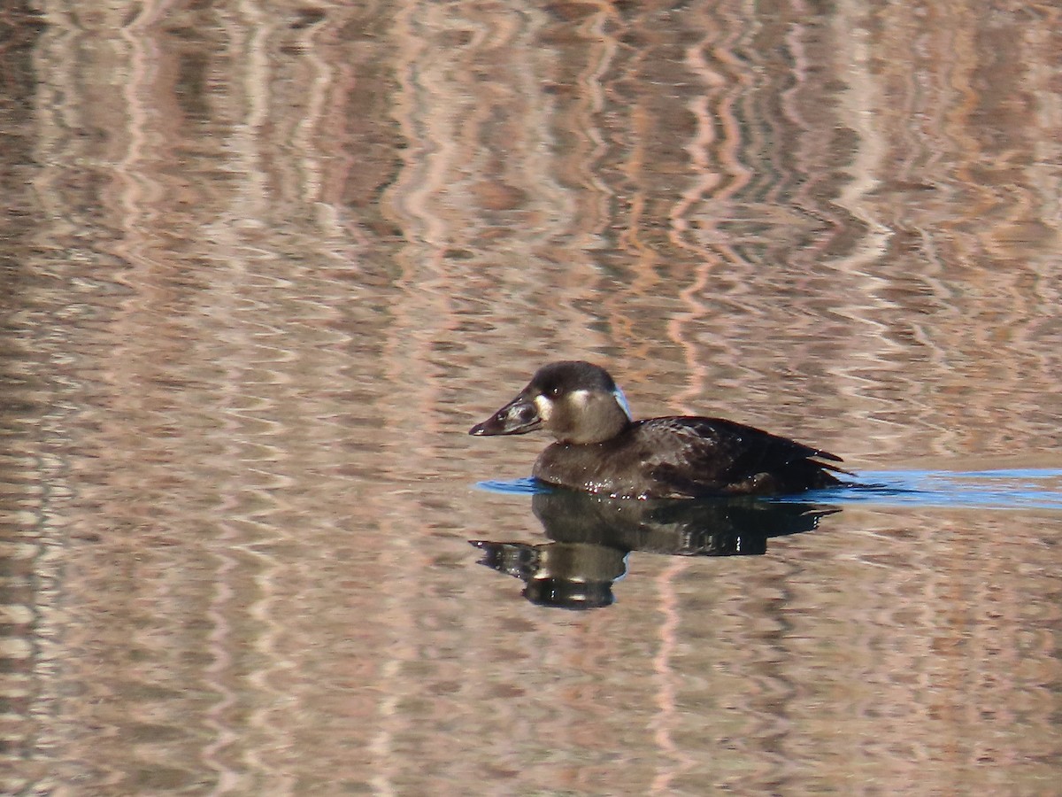 Surf Scoter - ML611593633