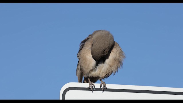 Bendire's Thrasher - ML611593639