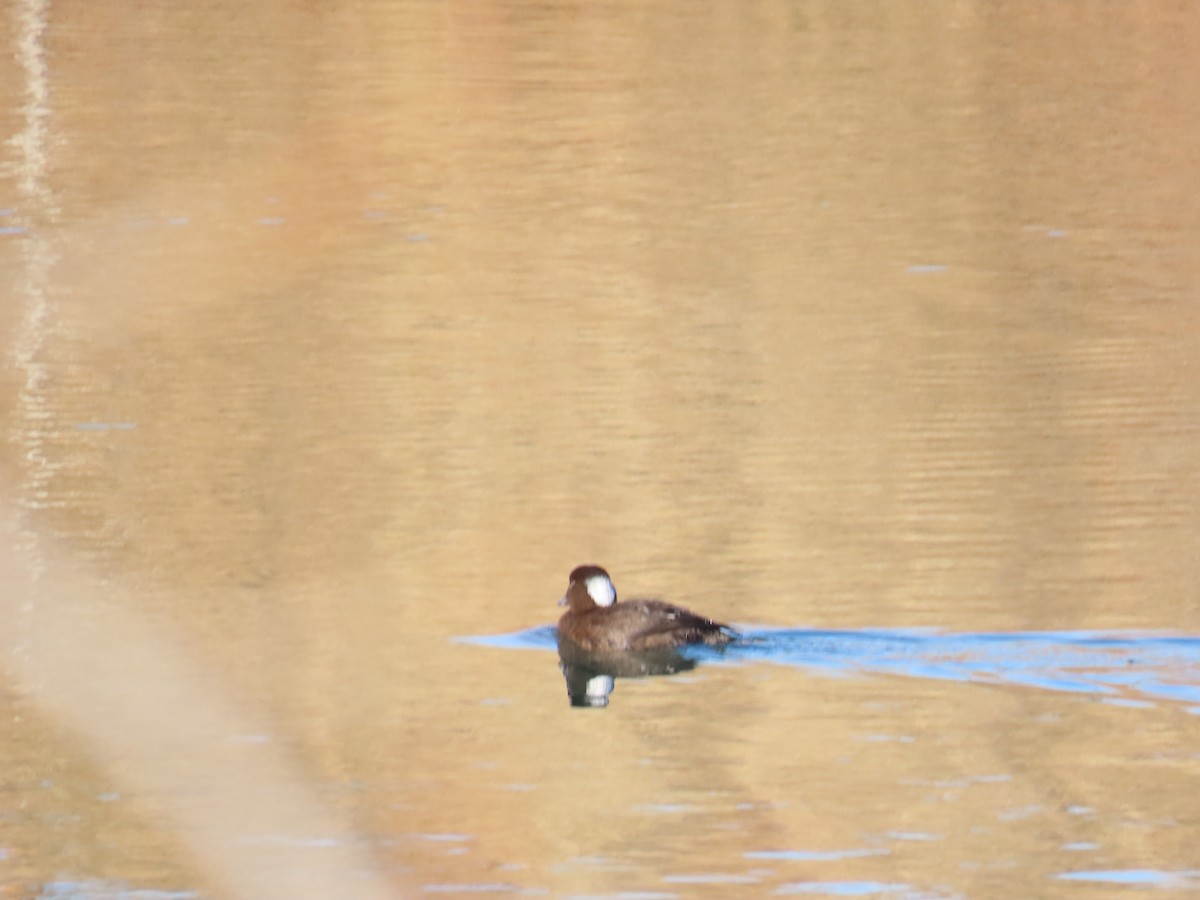 Surf Scoter - ML611593671