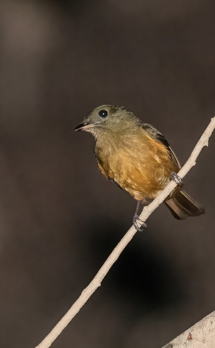 McConnell's Flycatcher - ML611593740