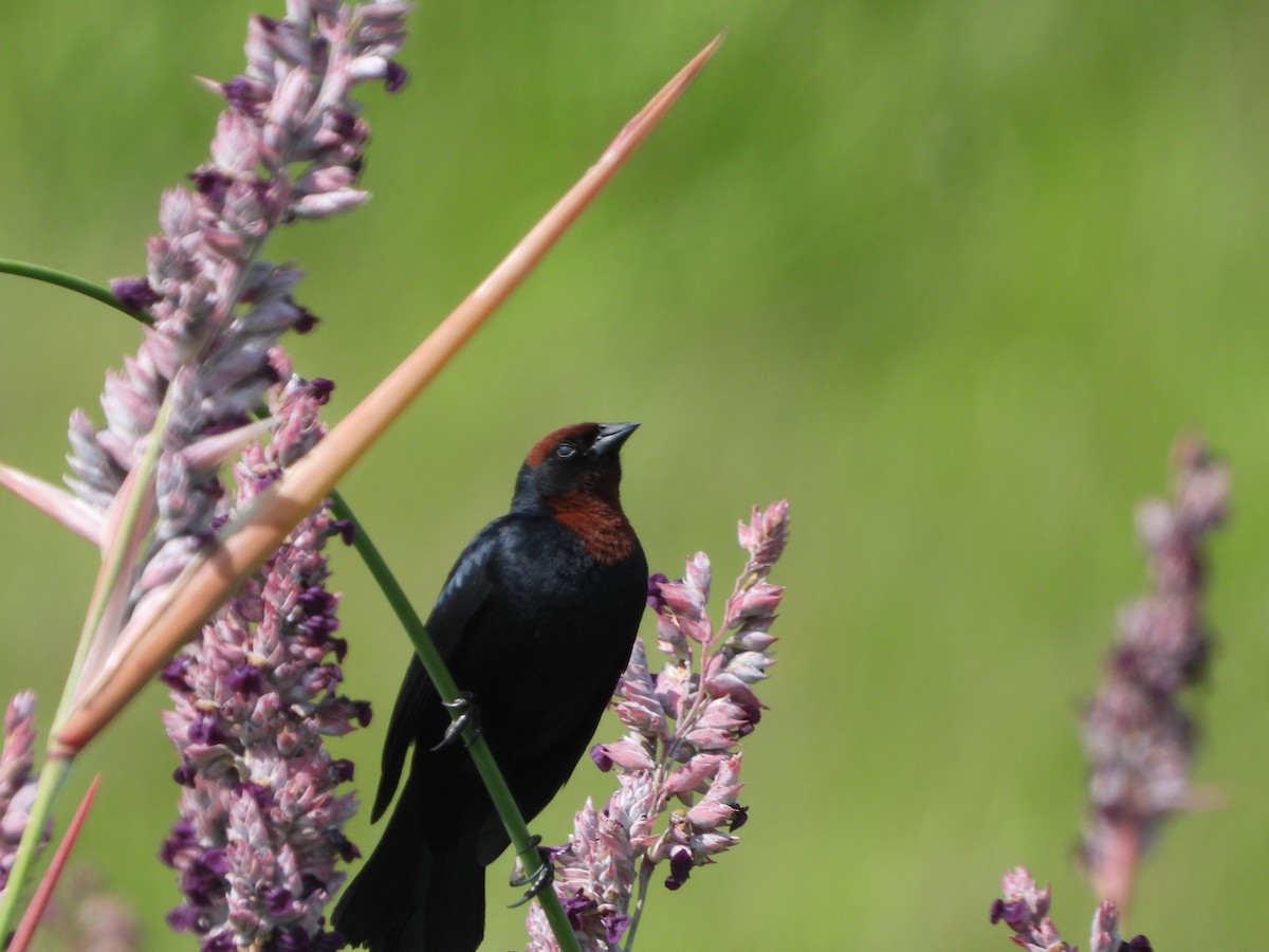 Chestnut-capped Blackbird - Haydee Huwel